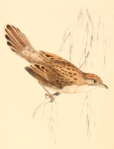 Cisticola natalensis