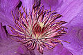 Clematis