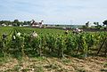 * Nomination: Grape harvesting time in Vosne-Romanée (AOC) Bourgogne.- .--Pierre André Leclercq 08:27, 23 July 2018 (UTC) * * Review needed