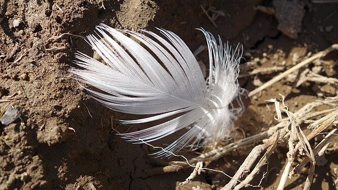 Close up photo of a feather dropped likely by a duck in Maine
