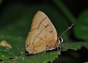 Ventral view (Female)