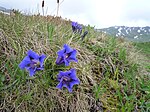 Ensian og ægte edelweiss er symboler for Østrigs alpine flora.