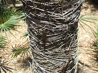 <i>Coccothrinax scoparia</i> Species of palm