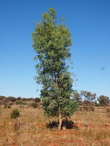 Codonocarpus cotinifolius habit.jpg