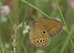 June 6: The butterfly Coenonympha oedippus.
