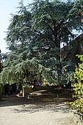 Cèdre dans le jardin.