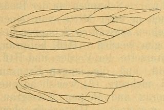 <i>Coloptilia conchylidella</i> Species of moth