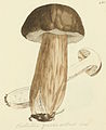 Plate 421. Leccinum sp.