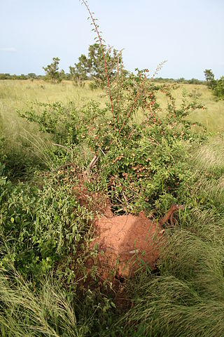 <i>Combretum aculeatum</i> Species of plant in the genus Combretum