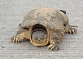 Bijtschildpad (Chelydra serpentina), wordt soms gedumpt, duikt af en toe op.