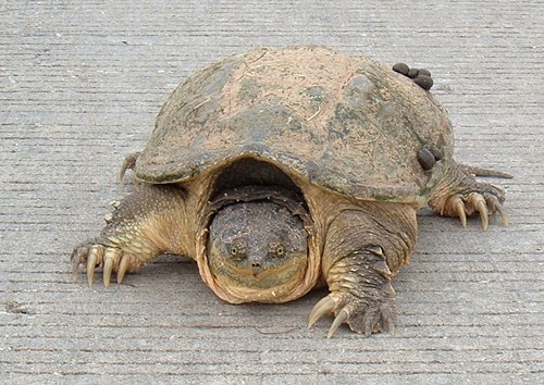 The common snapping turtle won a close election to become New York State's reptile icon.