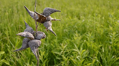 Common Milkweed (Asclepias syriaca)