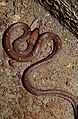 Common Wolf Snake Lycodon aulicus by Dr. Raju Kasambe DSCN7762 (17).jpg