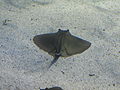 A common eagle ray at Barcelona Aquvarium