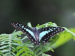 Common jay IMG 7369.jpg