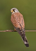 Falco tinnunculus (Falconiformes).