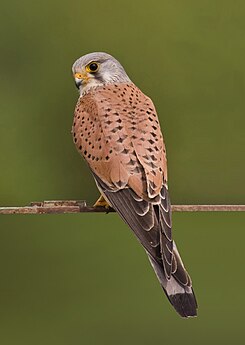 Kestrel Falco tinnunculus.jpg