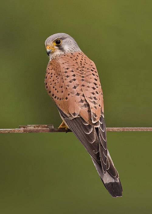 pustułka (Falco tinnuculus) z rzędu Falconiformes