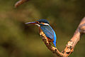 Common kingfisher perched.jpg
