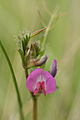 Vicia sativa