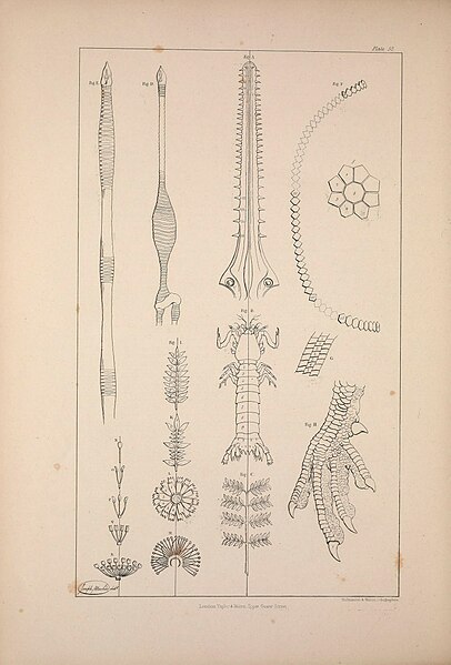 File:Comparative osteology (Plate 52) (9240377026).jpg