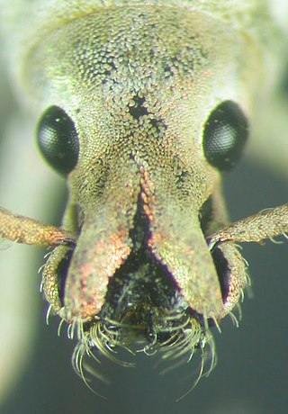 <i>Compsus</i> Genus of beetles