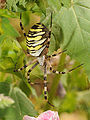 * Nomination: Argiope bruennichi --ComputerHotline 05:33, 20 August 2009 (UTC) * * Review needed