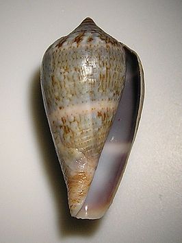 Conus hybridus