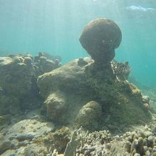 Corals picture taken from Brewers Bay on St. Thomas Corals 5.jpg