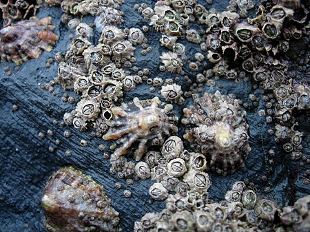 Tập_tin:CornishBarnacles.JPG