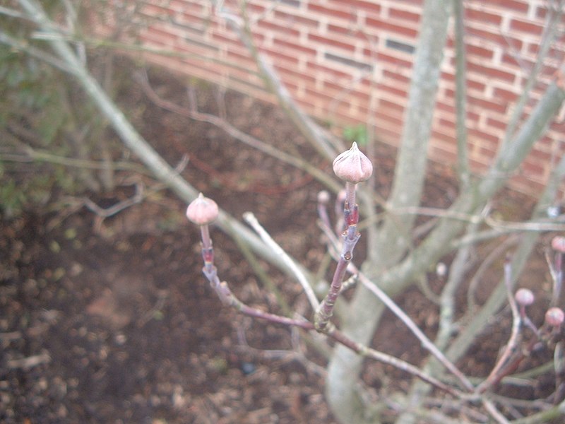 File:Cornus Florida.jpg