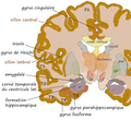 Coronal hippocampe.png