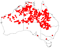 Corymbia Terminalis