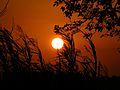 Coucher du soleil à Boulquina - panoramio - youssef alam (2).jpg