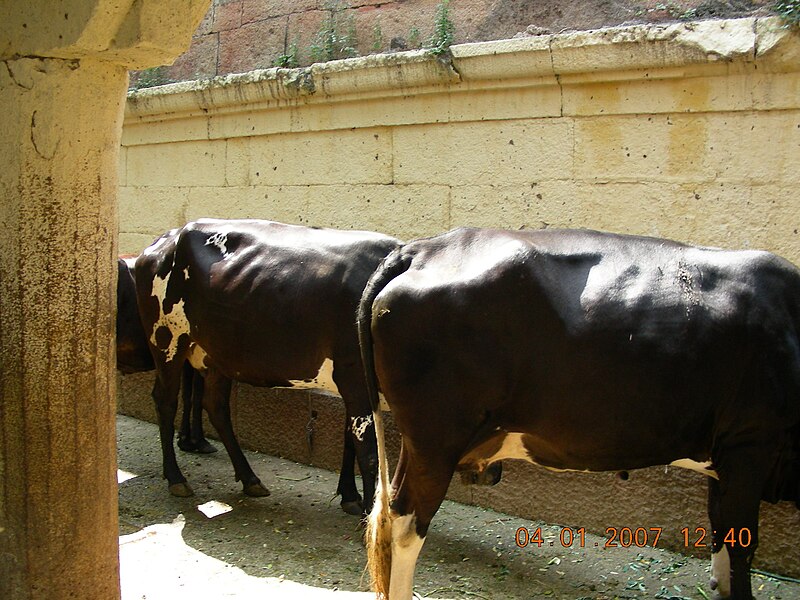 File:CowCalf2.JPG