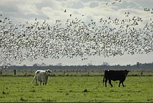 Snow geese descend upon irrigated pasture on the Tule Ranch Cow geese.jpg