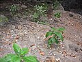 Crambe microcarpa