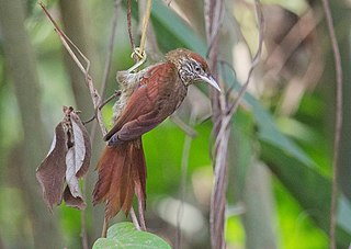 Scaled spinetail Species of bird