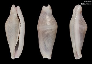 <i>Crenavolva grovesi</i> Species of gastropod