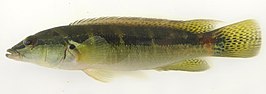 Crenicichla minuano