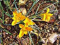 Crocus graveolens, Çukurova University Campus, Adana, Turkey - 20060108.jpg