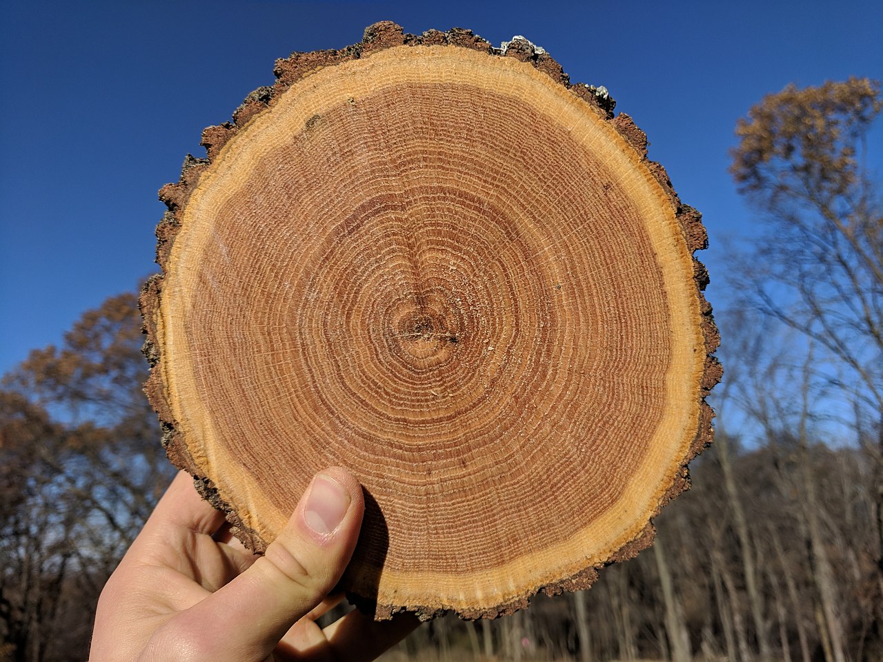 Premium Vector | Tree ring wood circle set hand drawn tree ring pattern  line ripple circle wood texture wood organic slice line design vector