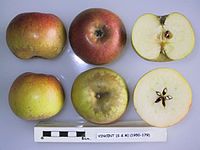 Cross section of Vincent (Seine & Marne), National Fruit Collection (acc. 1950-179) .jpg