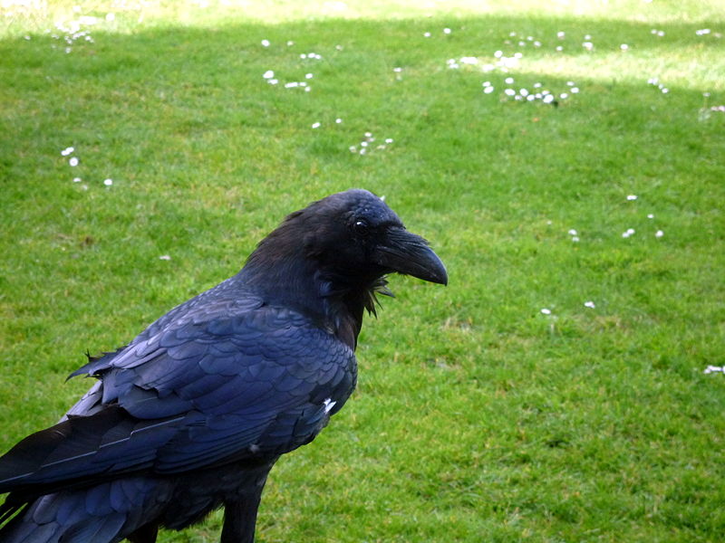 File:Crows 12 2012-07-04.jpg