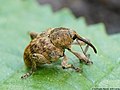 Curculio venosus (Gravenhorst, 1807)