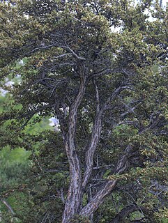 <i>Cercocarpus ledifolius</i> Species of tree