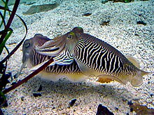 Common European Cuttlefish Sepia Officinalis Generally Stock Photo  429008602