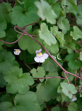 Vedbend-Torskemund (Cymbalaria muralis) Foto: KENPEI