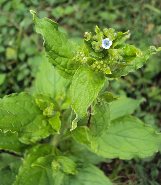 File:Cynoglossum zeylanicum 31.JPG