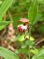 Cypripedium arietinum